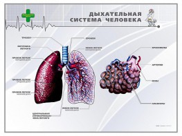 Стенд "Дыхательная система человека" - fgospostavki.ru - Барнаул