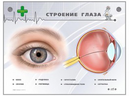 Интерактивный стенд "Строение глаза" - fgospostavki.ru - Барнаул