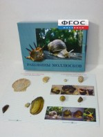 Коллекция "Раковины моллюсков" - fgospostavki.ru - Барнаул