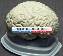 Модель "Мозг в разрезе" (белый) - fgospostavki.ru - Барнаул
