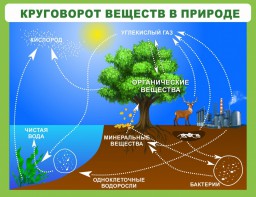 Стенд "Круговорот веществ" - fgospostavki.ru - Барнаул