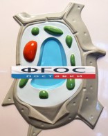Модель барельефная "Растительная клетка" - fgospostavki.ru - Барнаул