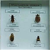 Коллекция энтомологическая "Представители отряда насекомых" - fgospostavki.ru - Барнаул
