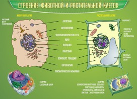 Стенд "Строение животной и растительной клеток" - fgospostavki.ru - Барнаул