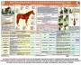 Комплект плакатов "Служебное коневодство" - fgospostavki.ru - Барнаул