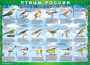 Комплект таблиц "Птицы России (4 листа)" (100х140 сантиметров, винил) - fgospostavki.ru - Барнаул