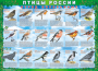 Комплект таблиц "Птицы России (4 листа)" (100х140 сантиметров, винил) - fgospostavki.ru - Барнаул