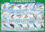 Комплект таблиц "Птицы России (4 листа)" (100х140 сантиметров, винил) - fgospostavki.ru - Барнаул