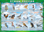 Комплект таблиц "Птицы России (4 листа)" (100х140 сантиметров, винил) - fgospostavki.ru - Барнаул