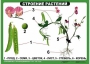 Комплект таблиц "Ознакомление с окружающим миром 1-4 класс" - fgospostavki.ru - Барнаул